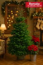 Lade das Bild in den Galerie-Viewer, Kaufen Sie Renate, die Premium Nordmanntanne (1,70 m – 1,75 m) frisch vom Forsthof. Nachhaltig, frisch geschlagen & direkt zu Ihnen geliefert!