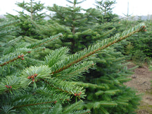 Lade das Bild in den Galerie-Viewer, echter Tannenbaum Weihnachtsbaum Christbaum Premium Nordmanntanne HANSI 200cm - 225cm online kaufen Bild 5