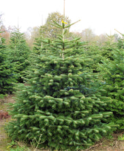 Lade das Bild in den Galerie-Viewer, echter Tannenbaum Weihnachtsbaum Christbaum Premium Nordmanntanne KARLA 215cm -250cm online kaufen Bild 1