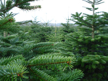 Lade das Bild in den Galerie-Viewer, echter Tannenbaum Weihnachtsbaum Christbaum Premium Nordmanntanne RENATE 170 cm online kaufen Detail Bild 5