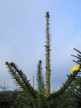 Lade das Bild in den Galerie-Viewer, echter Tannenbaum Weihnachtsbaum Christbaum Premium Nordmanntanne LOTTE 250 cm -275 cm online kaufen Bild 2 Spitze