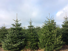 Lade das Bild in den Galerie-Viewer, echter Tannenbaum Weihnachtsbaum Christbaum Premium Nordmanntanne RENATE 170 cm online kaufen Bild 2