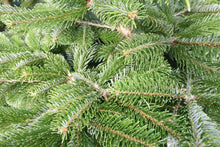 Lade das Bild in den Galerie-Viewer, echter Tannenbaum Weihnachtsbaum Christbaum Premium Nordmanntanne WOLFI 180cm - 200cm online kaufen