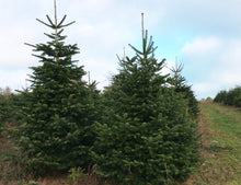 Lade das Bild in den Galerie-Viewer, echter Tannenbaum Weihnachtsbaum Christbaum Premium Nordmanntanne LOTTE 250 cm -275 cm online kaufen Bild 4