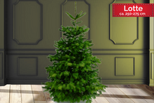 Lade das Bild in den Galerie-Viewer, echter Tannebaum Weihnachtsbaum Christbaum Premium Nordmanntanne 1A Sortierung 250cm -275cm online kaufen