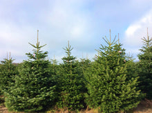 Lade das Bild in den Galerie-Viewer, echter Tannenbaum Weihnachtsbaum Christbaum Premium Nordmanntanne WOLFI 180cm - 200cm online kaufen Bild 2