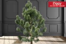 Lade das Bild in den Galerie-Viewer, echter Tannenbaum Weihnachtsbaum Christbaum Premium Schwarzkiefer Kiefer ZIGGY 200 cm -250 cm online kaufen