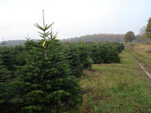 Lade das Bild in den Galerie-Viewer, echter Tannenbaum Weihnachtsbaum Christbaum Premium Nordmanntanne HANSI 200cm - 225cm online kaufen Bild 3
