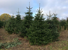 Lade das Bild in den Galerie-Viewer, echter Tannenbaum Weihnachtsbaum Christbaum Premium Nordmanntanne 6,00m online kaufen Bild 3
