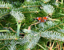 Lade das Bild in den Galerie-Viewer, echter Tannenbaum Weihnachtsbaum Christbaum Premium Nordmanntanne NILS 6,00m online kaufen
