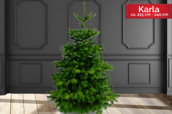echter Tannenbaum Weihnachtsbaum Christbaum Premium Nordmanntanne KARLA 215cm -250cm online kaufen