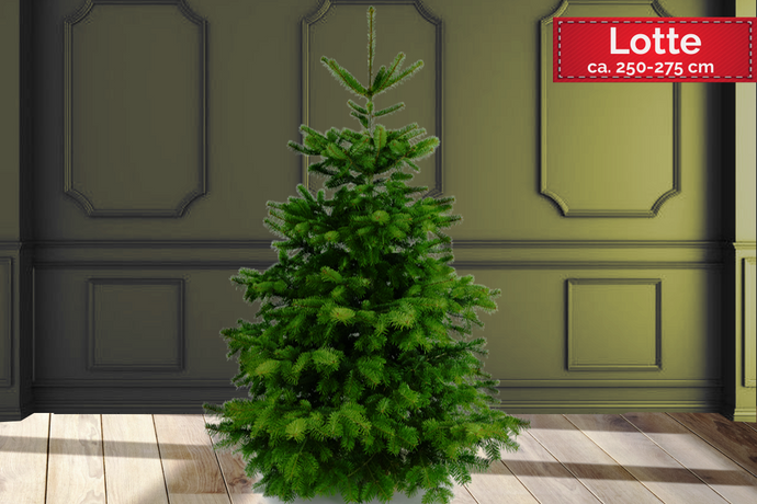 echter Tannebaum Weihnachtsbaum Christbaum Premium Nordmanntanne 1A Sortierung 250cm -275cm online kaufen