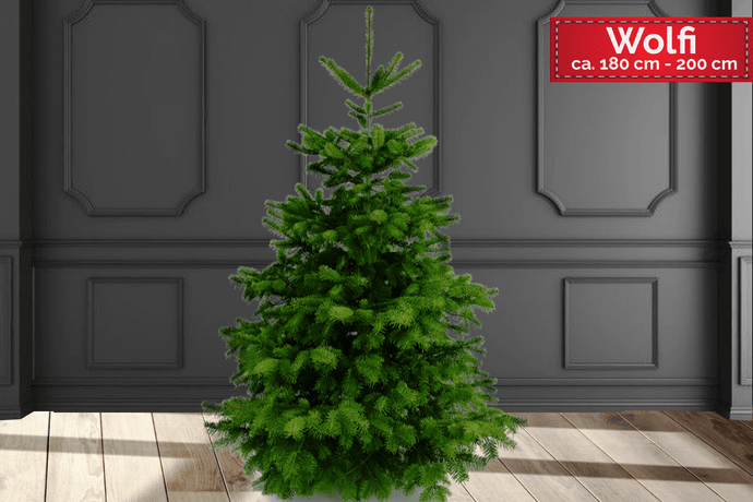 echter Tannenbaum Weihnachtsbaum Christbaum Premium Nordmanntanne WOLFI 180cm - 200cm online kaufen Bild Front