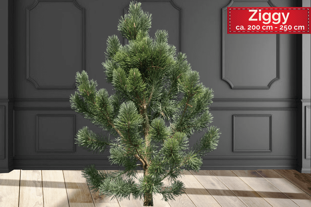 echter Tannenbaum Weihnachtsbaum Christbaum Premium Schwarzkiefer Kief – Weihnachtsbaum-kaufen