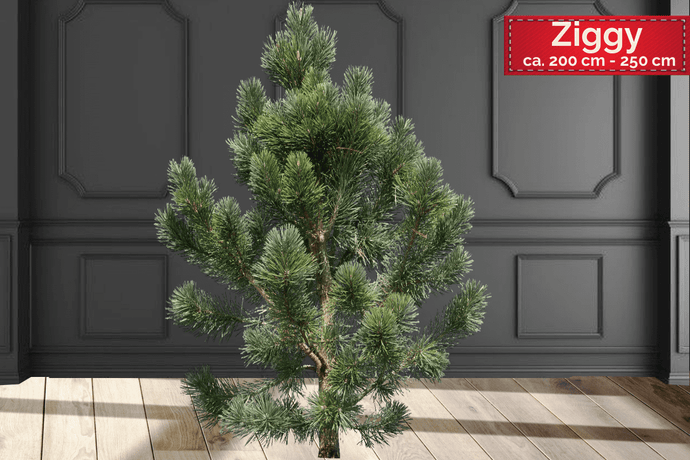 echter Tannenbaum Weihnachtsbaum Christbaum Premium Schwarzkiefer Kiefer ZIGGY 200 cm -250 cm online kaufen